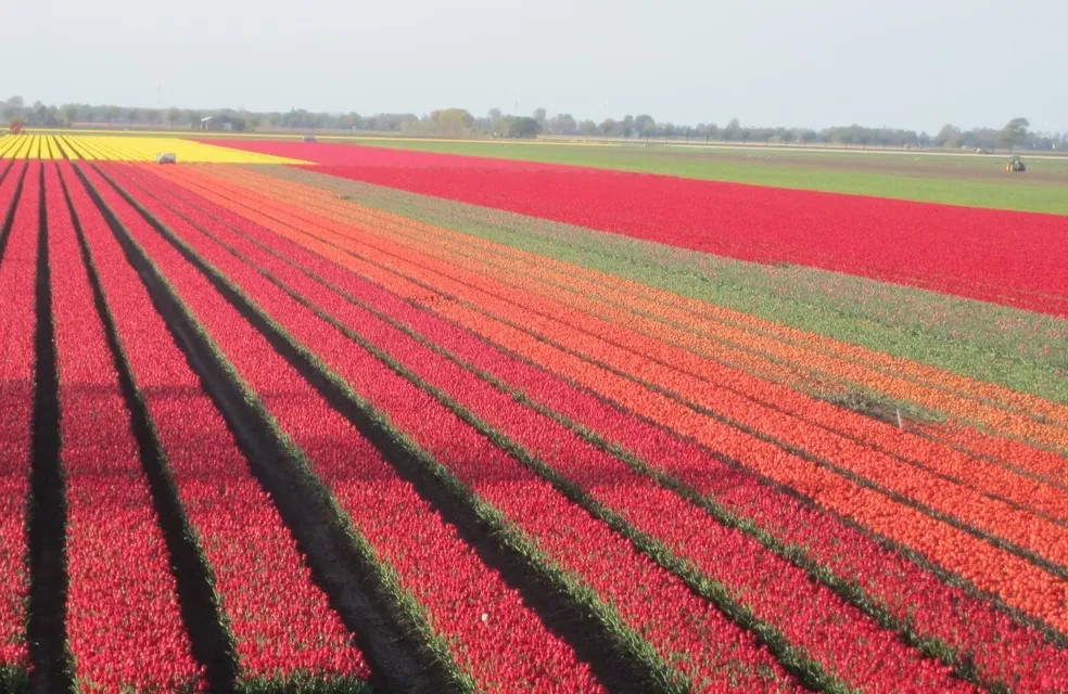 Ednie Flower Bulbs fields — rows of vibrant cut flowers